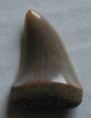 /products/carcharodon-hastalis-agassiz-1843/